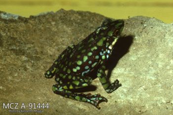 Media type: image;   Herpetology A-91444 Description: Photo of animal in life, taken in the field by Dr. Kenneth Ichiro Miyata. A slide of the photo was scanned in 2012 by Melissa Wooley.;  Aspect: lateral